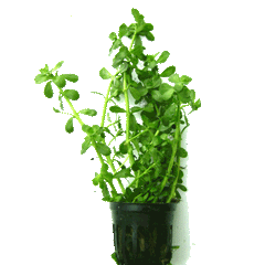 Bacopa Crenata Monnieri