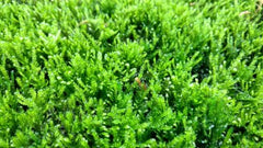 Barbieri Mos in Bio-ring