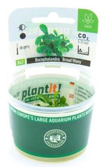 Bucephalandra Broad Wavy In-Vitro