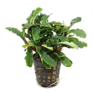 Bucephalandra Green Velvet