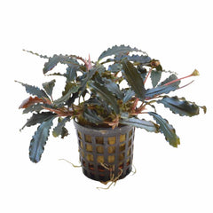 Bucepahlandra biblis