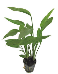 Echinodorus Parviflorus