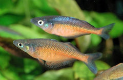 Chilatherina Sentaniensis