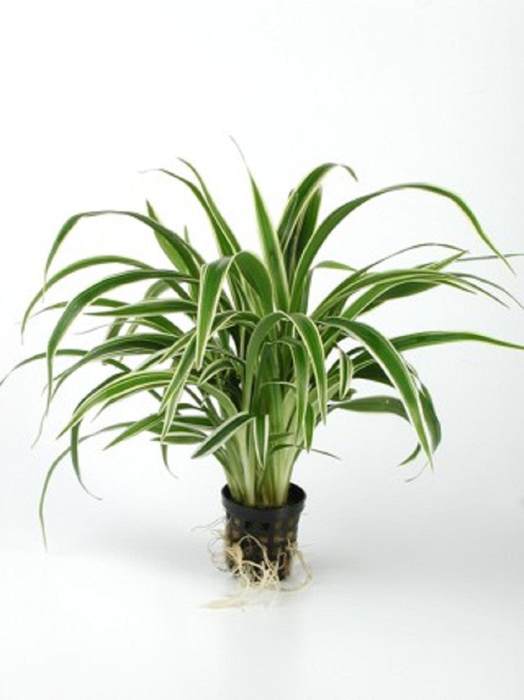 Clorophytum bichettii