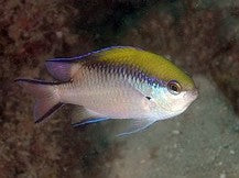 Chromis nitida Australia