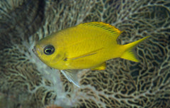 Chromis analis