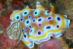 Goniobranchus geminus
