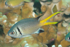 Chromis opercularis