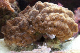 Cladiella spp. (O3Brocolli)