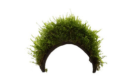 Cocosnootarmband met javamos