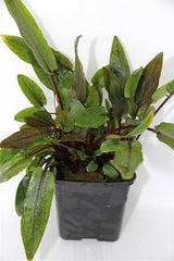 Cryptocoryne sp. brown moederplant