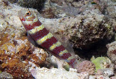 Cryptocentrus caeruleomaculatus