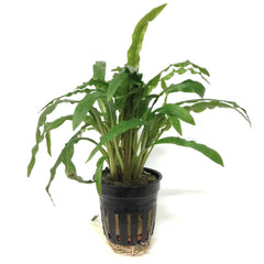 Cryptocoryne Costata