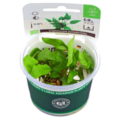 Cryptocoryne pontederifolia In-Vitro