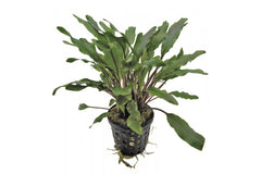 Cryptocoryne Undulatus groen