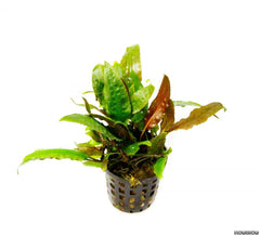 Cryptocoryne Usteriana