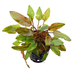Cryptocoryne Legroi