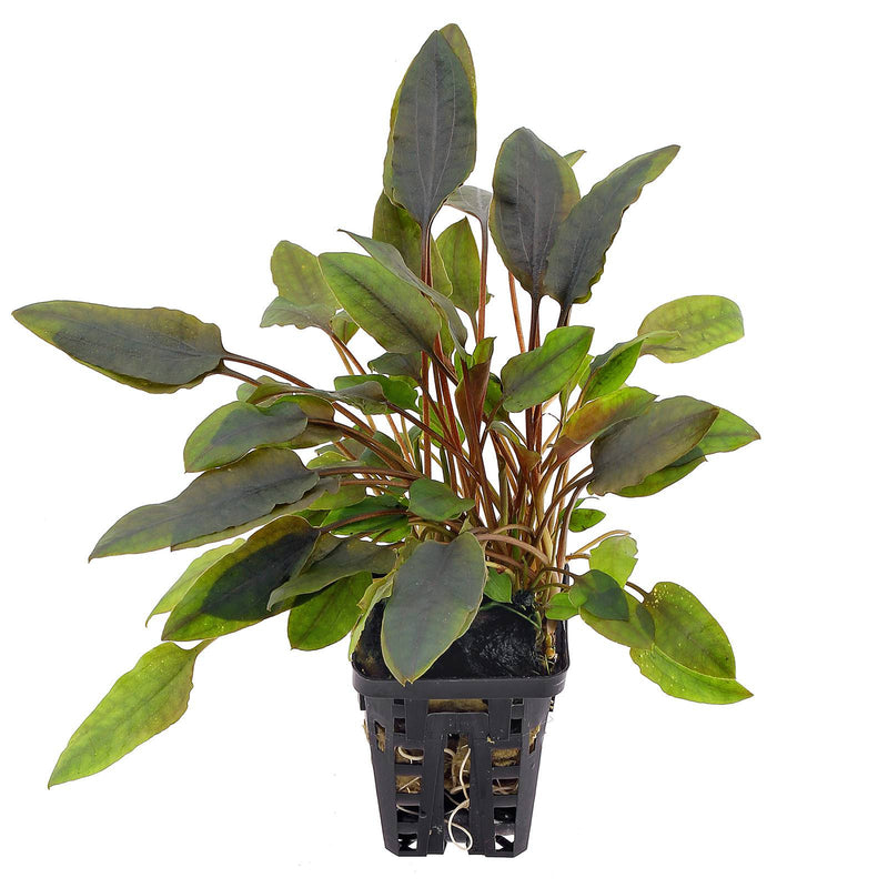 Cryptocoryne Walkeri