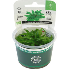 Cryptocoryne wendtii Broad Leaf In-Vitro