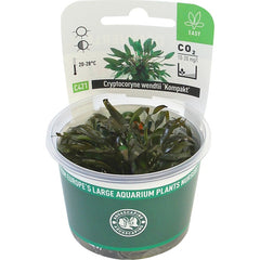 cryptocoryne wendtii kompakt in-vitro