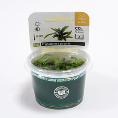 Cryptocoryne x purpurea In-Vitro