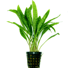 Cryptocoryne Balansae