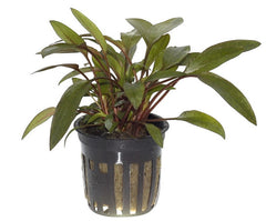 Cryptocoryne Beckettii