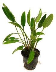 Cryptocoryne lucens