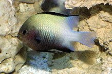 Dascyllus marginatus Red Sea