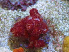 Dendronephthya sp. (Colored)