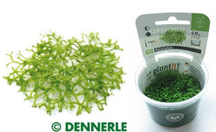 Riccia fluitans in-vitro