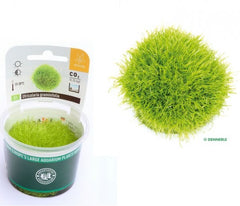 Utricularia graminifolia in-vitro