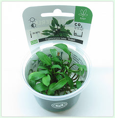 Cryptocoryne lutea Hobbit In-Vitro