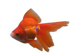 Sluier Staart Ryukin Rood