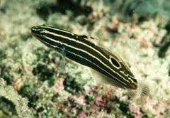 Amblygobius hectori