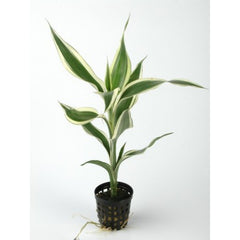 Dracaena sanderiana wit