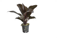 Dracaena sanderiana rood