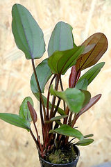 Echinodorus Altlandsberg