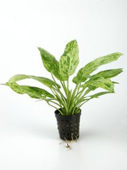 Echinodorus Cordifolius Marble Queen