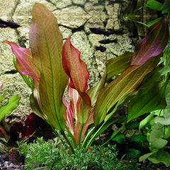 Echinodorus hot pepper