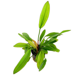 Echinodorus red diamond