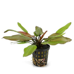 Echinodorus Red Wild Gras