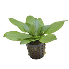 Echinodorus Gabrielii