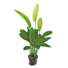 Echinodorus Tricolor