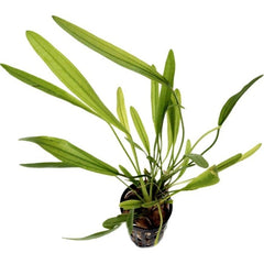 Echinodorus Uruguayensis