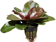 Echinodorus Regina Hildebrandt