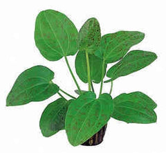 Echinodorus schluterii leopard