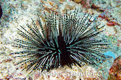 Echinotrix Calamaris