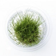 Eleocharis acicularis In-Vitro nr 02 easy grow