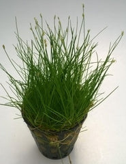 Eleocharis Parvula